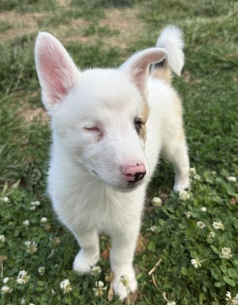 Bagel, a ADOPTABLE Australian Shepherd in Manhattan, KS image 3/6