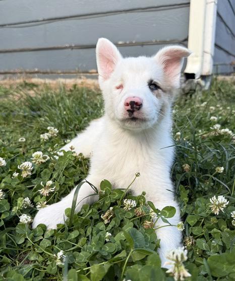 Bagel, a ADOPTABLE Australian Shepherd in Manhattan, KS image 1/6