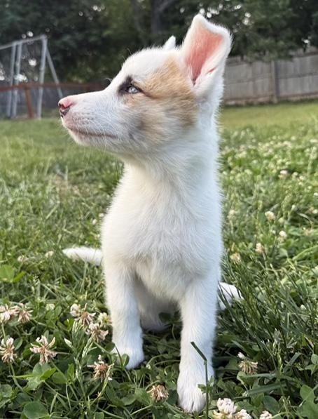 Bagel, a ADOPTABLE Australian Shepherd in Manhattan, KS image 4/6