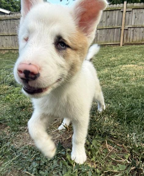 Bagel, a ADOPTABLE Australian Shepherd in Manhattan, KS image 5/6