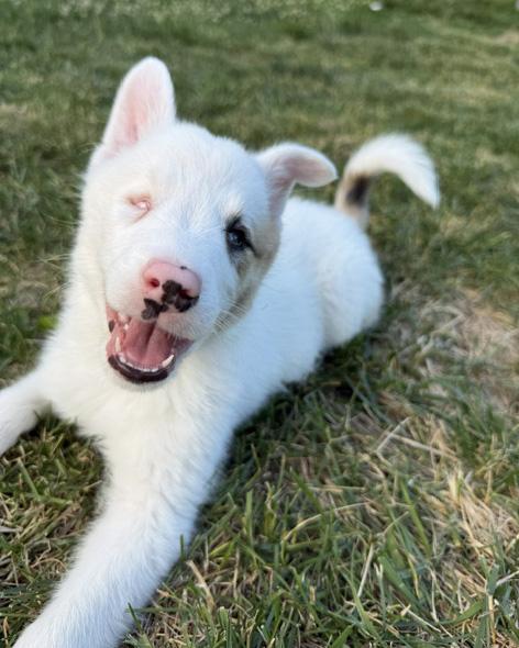 Bagel, a ADOPTABLE Australian Shepherd in Manhattan, KS image 6/6