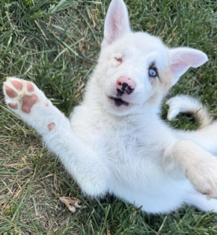 Bagel, a ADOPTABLE Australian Shepherd in Manhattan, KS image 2/6