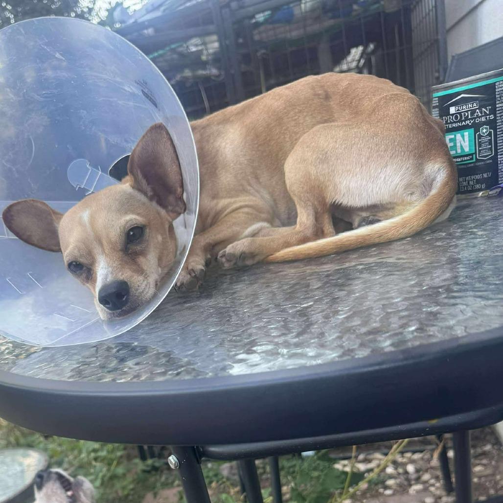 Kentucky, a Adoptable Chihuahua in Katy, TX image 1/3