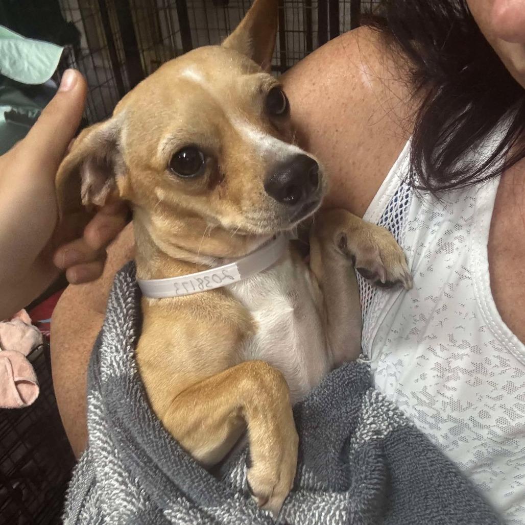 Kentucky, Adoptable, Adult Male Chihuahua.