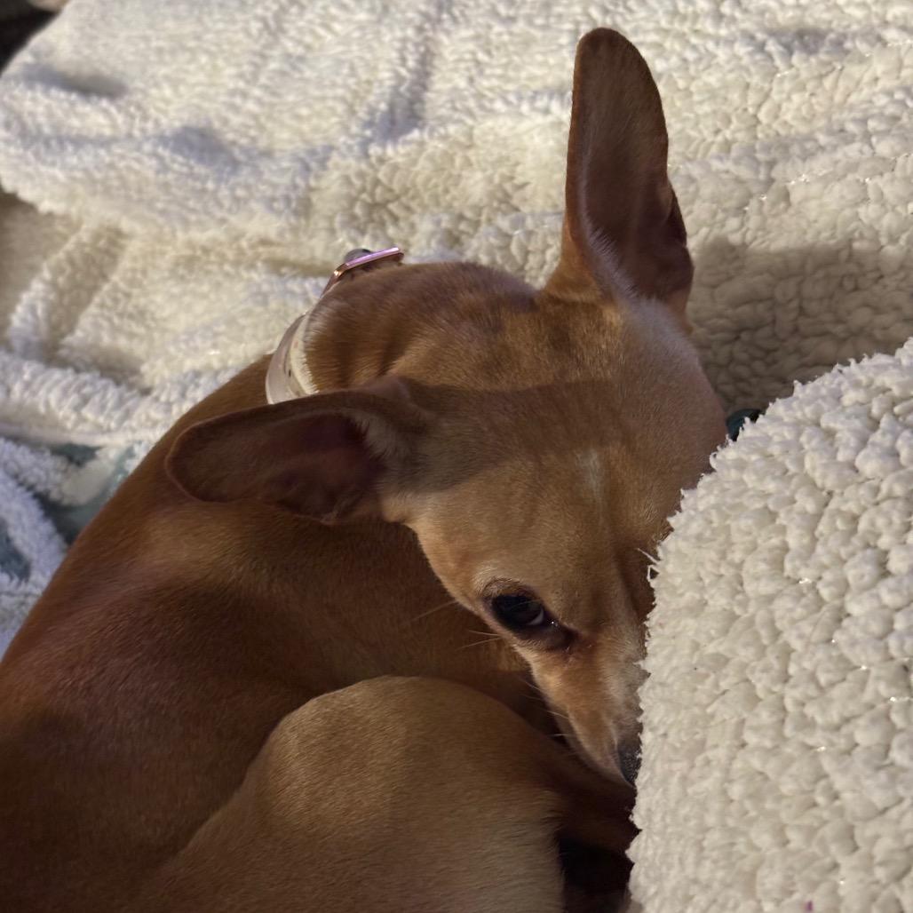 Kentucky, a Adoptable Chihuahua in Katy, TX image 3/5