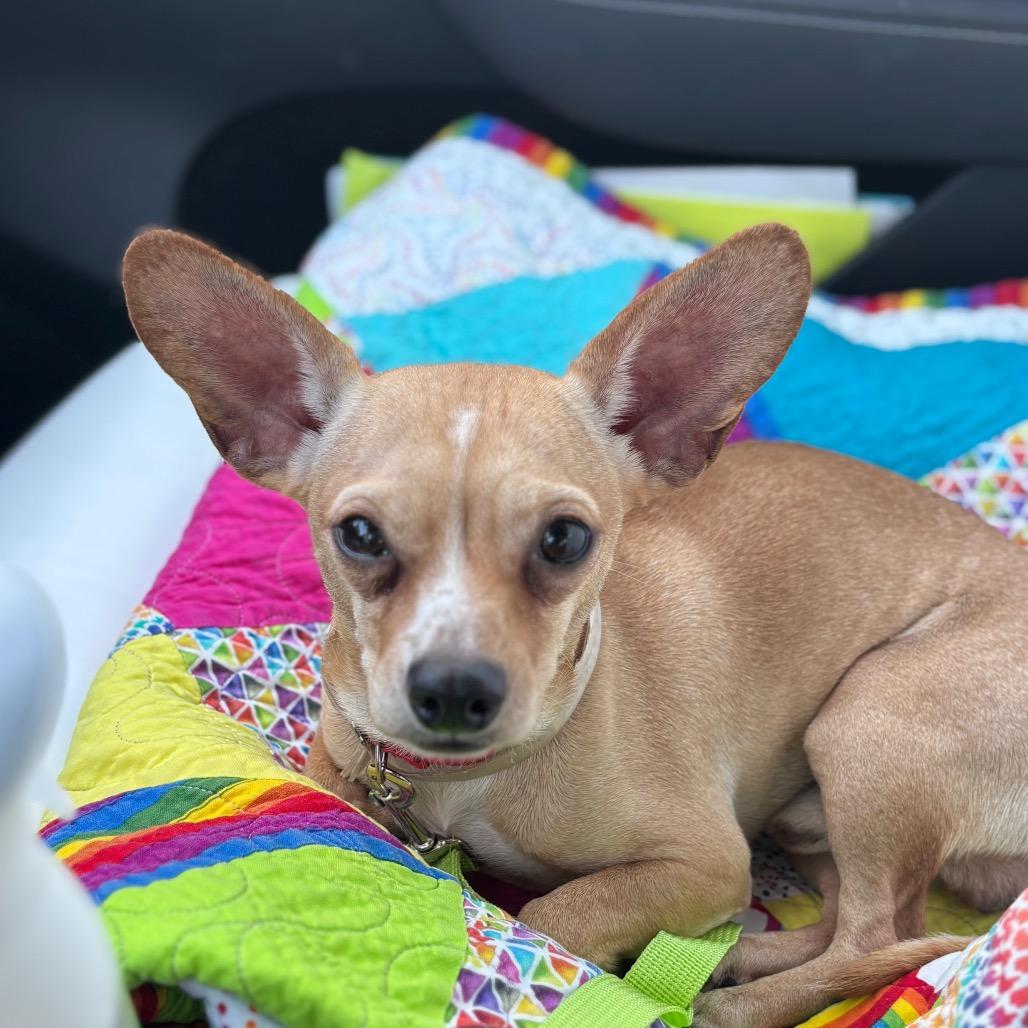 Kentucky, a Adoptable Chihuahua in Katy, TX image 5/5