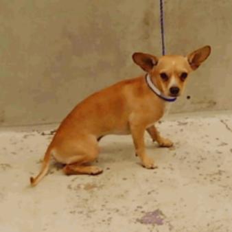 Kentucky, a Adoptable Chihuahua in Katy, TX image 3/3