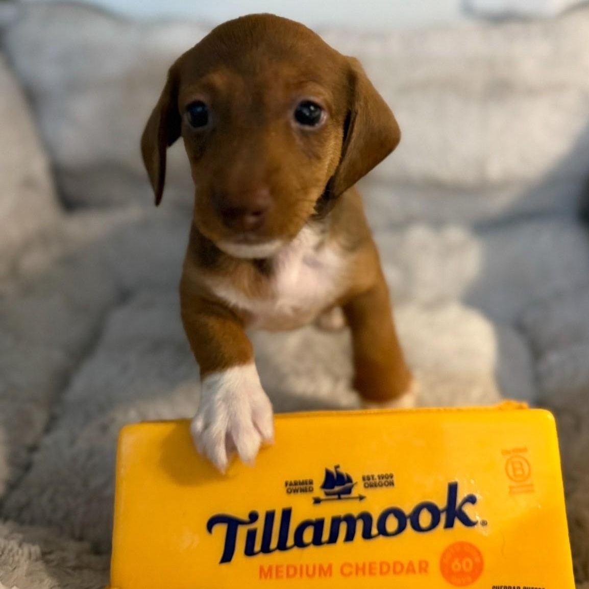 Cheddar