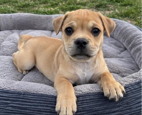 Enlarge Alec, a ADOPTABLE mixed breed in Corona, CA image 2/2