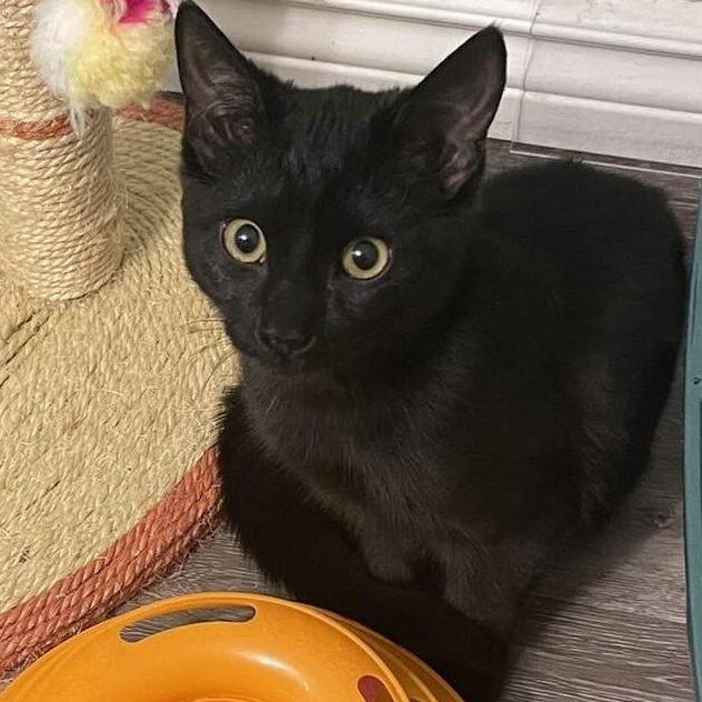 Pepper - The Energetic King, adopted, Kitten Male Domestic Short Hair.