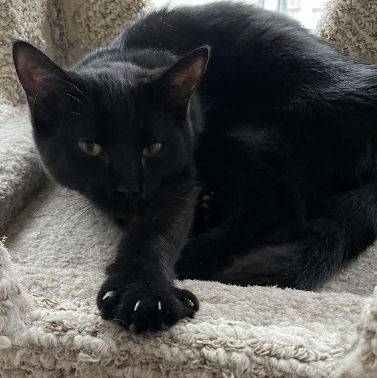 Pepper - The Energetic King, an adopted Domestic Short Hair in Hamilton, ON image 2/2