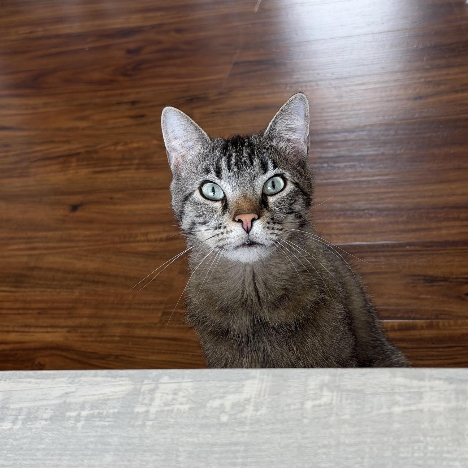 Enlarge Jalen , an adoptable Domestic Short Hair in Bellmawr, NJ image 2/5
