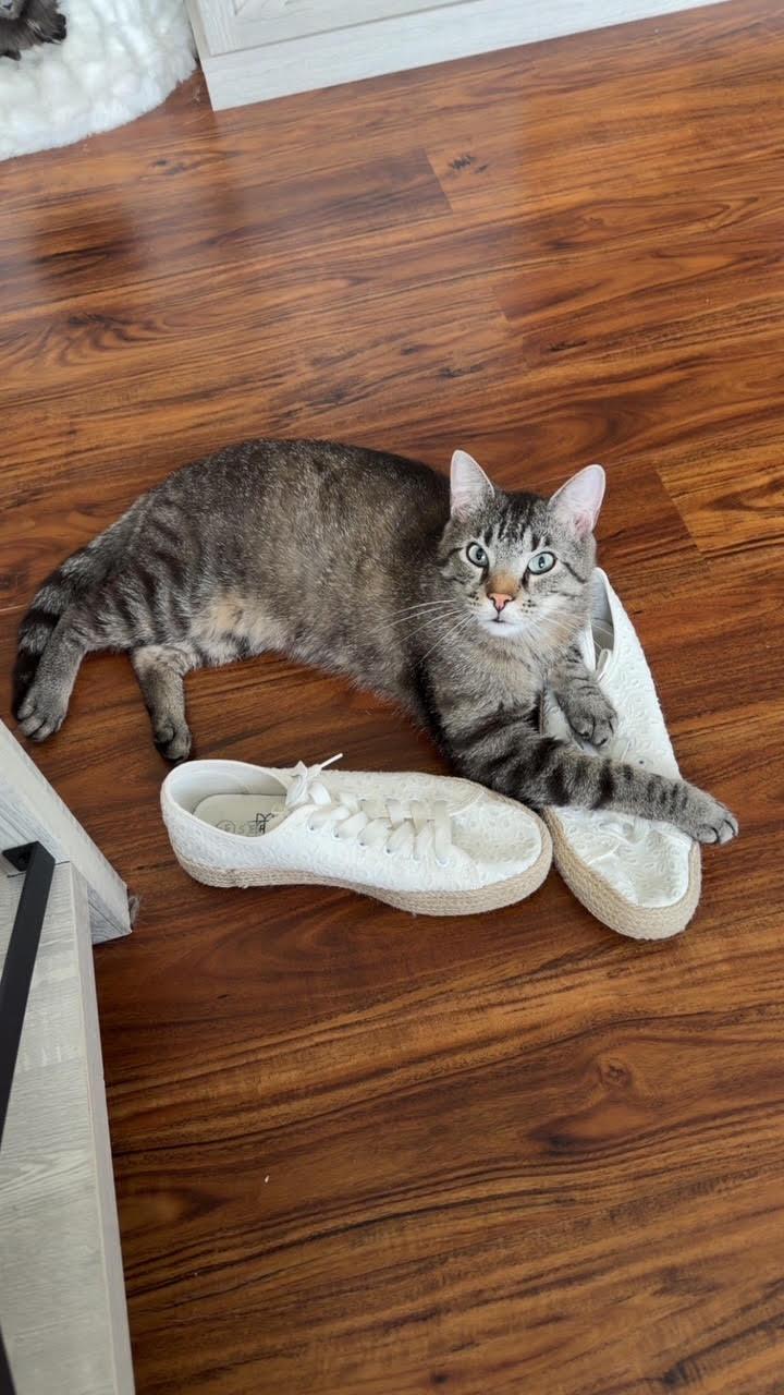 Enlarge Jalen , an adoptable Domestic Short Hair in Bellmawr, NJ image 3/5