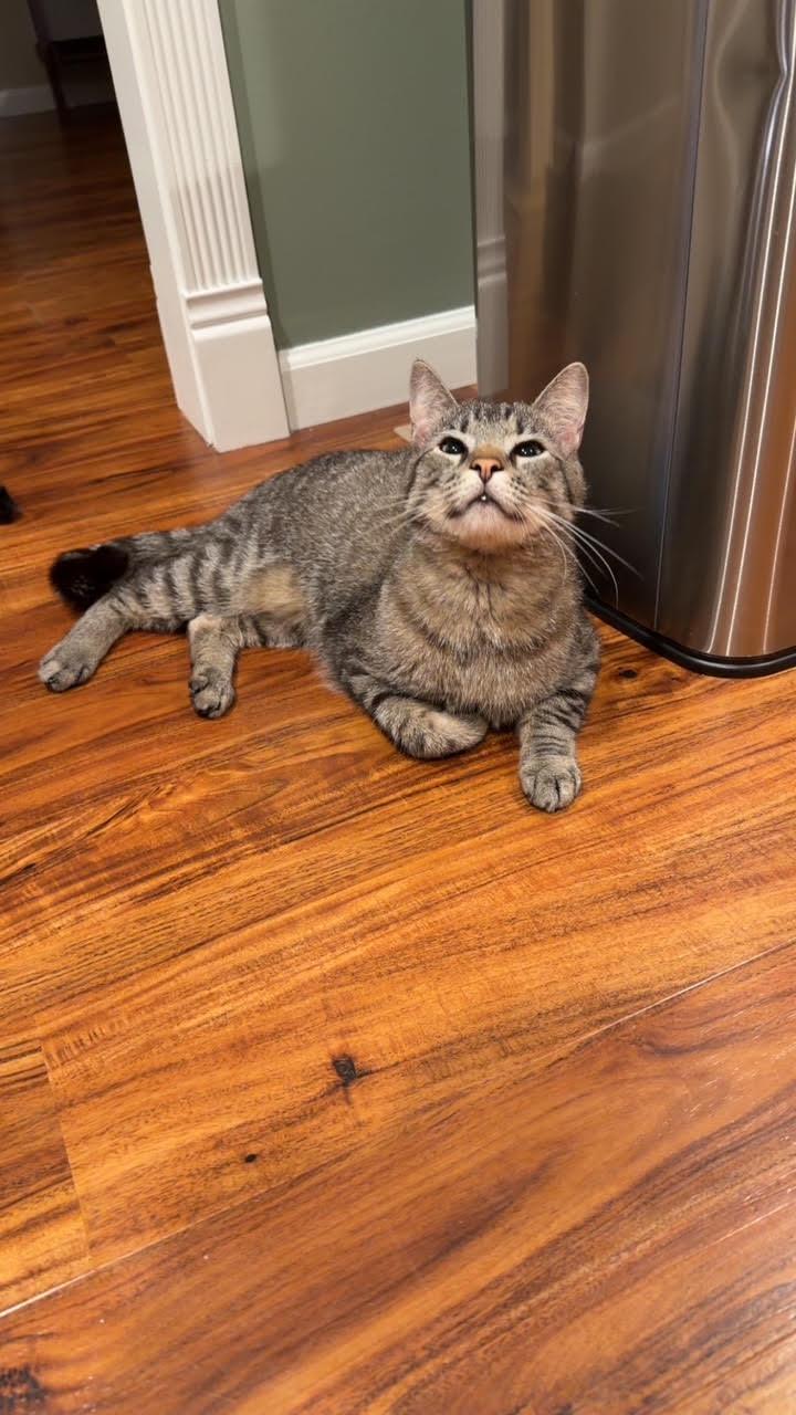 Enlarge Jalen , an adoptable Domestic Short Hair in Bellmawr, NJ image 4/5