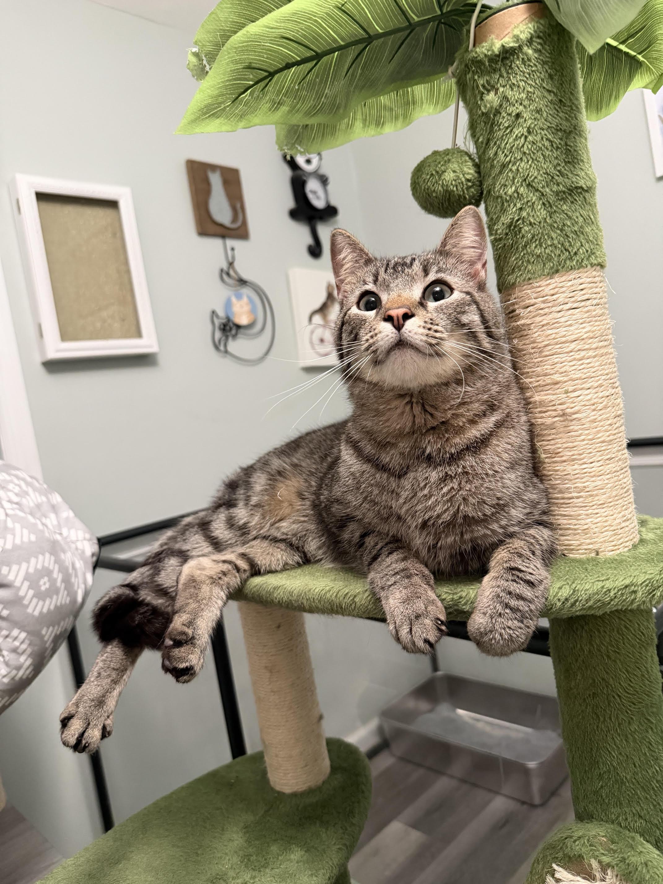 Jalen , adoptable, Adult Male Domestic Short Hair.
