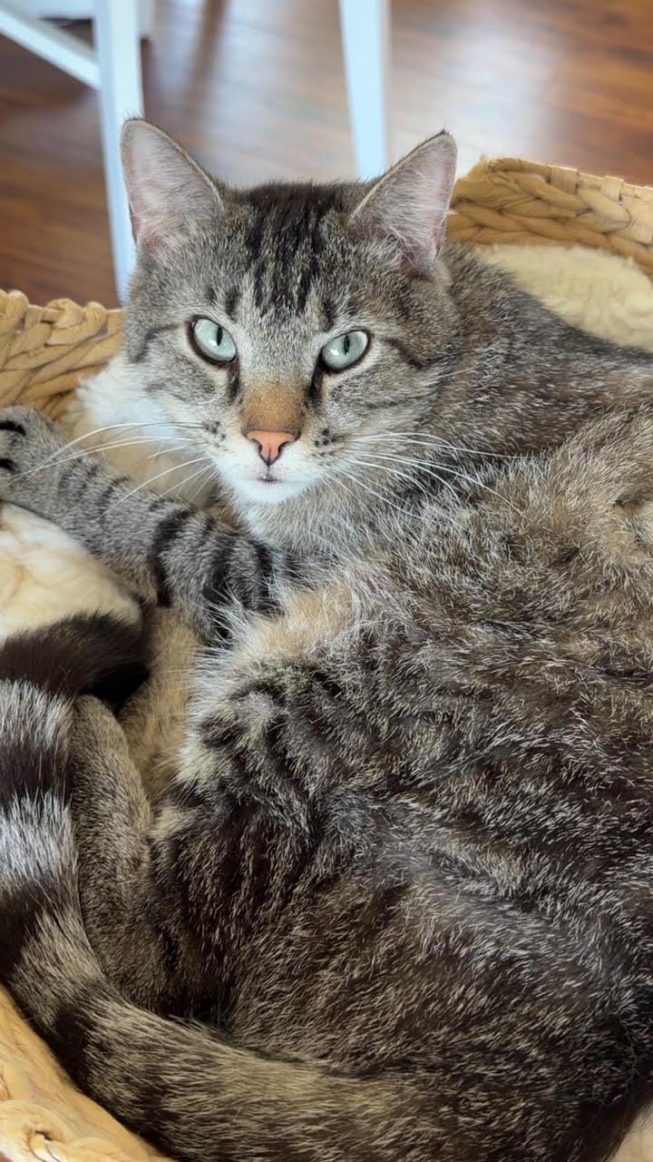 Enlarge Jalen , an adoptable Domestic Short Hair in Bellmawr, NJ image 5/5