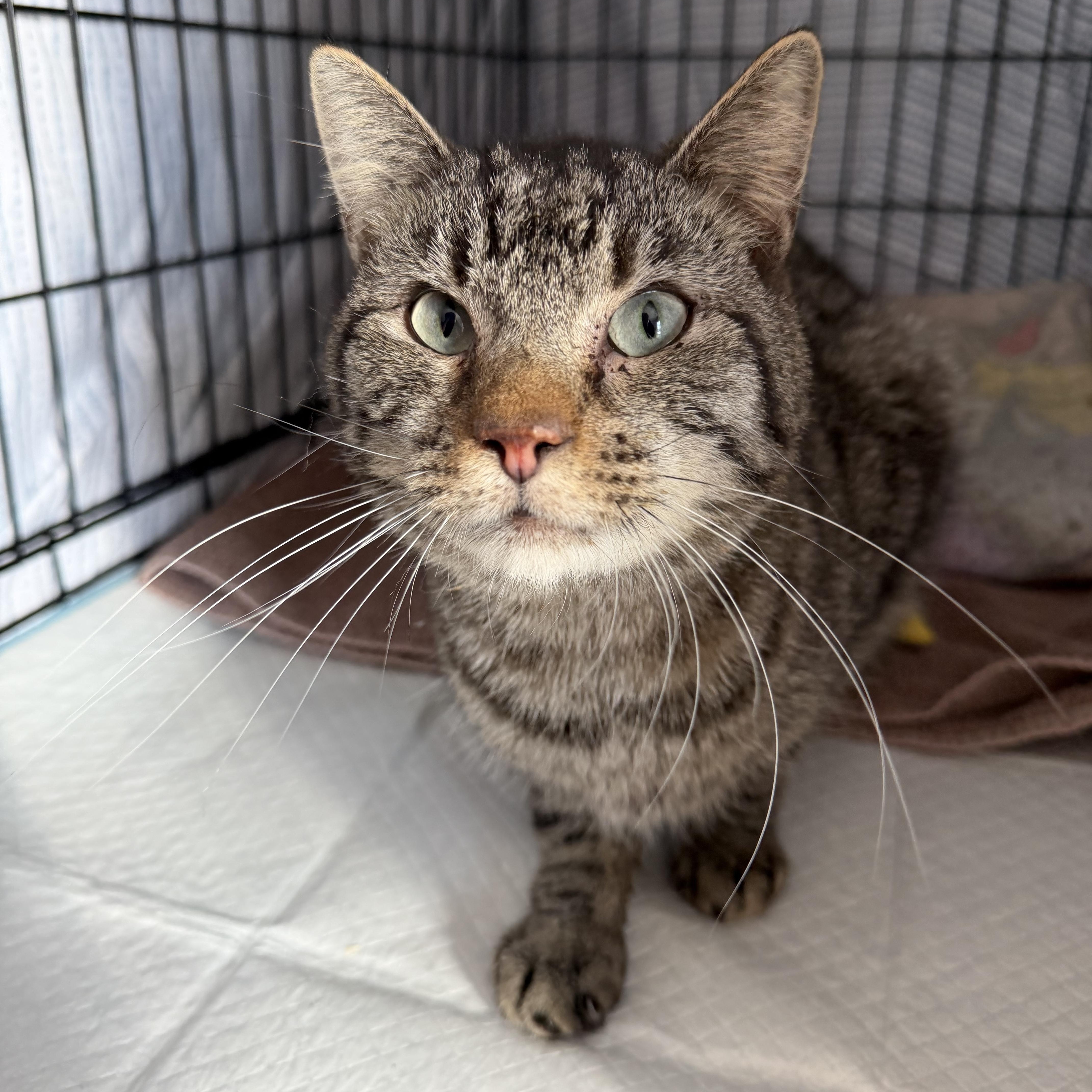 Enlarge Jalen , an adoptable Domestic Short Hair in Bellmawr, NJ image 1/1