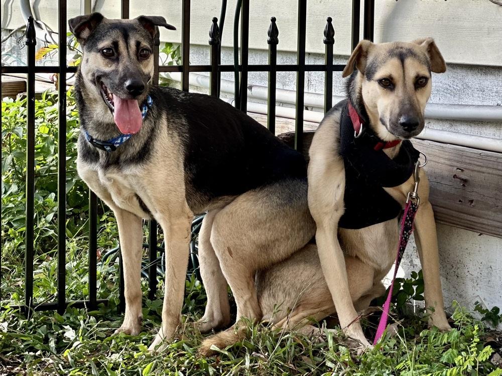 Enlarge Addison, a Adoptable mixed breed in St. Petersburg, FL image 1/6