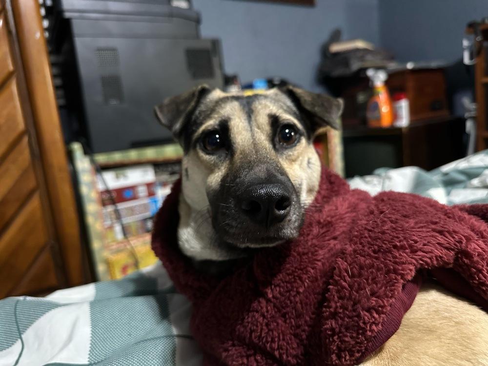 Addison, Adoptable, Young Female German Shepherd Dog.