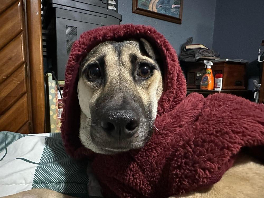 Enlarge Addison, a Adoptable mixed breed in St. Petersburg, FL image 3/6