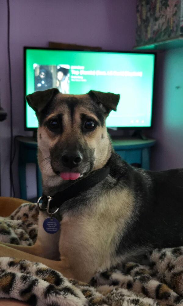 Enlarge Addison, a Adoptable mixed breed in St. Petersburg, FL image 4/6