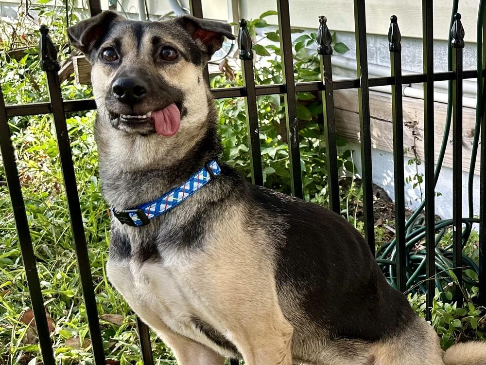 Enlarge Addison, a Adoptable mixed breed in St. Petersburg, FL image 5/6