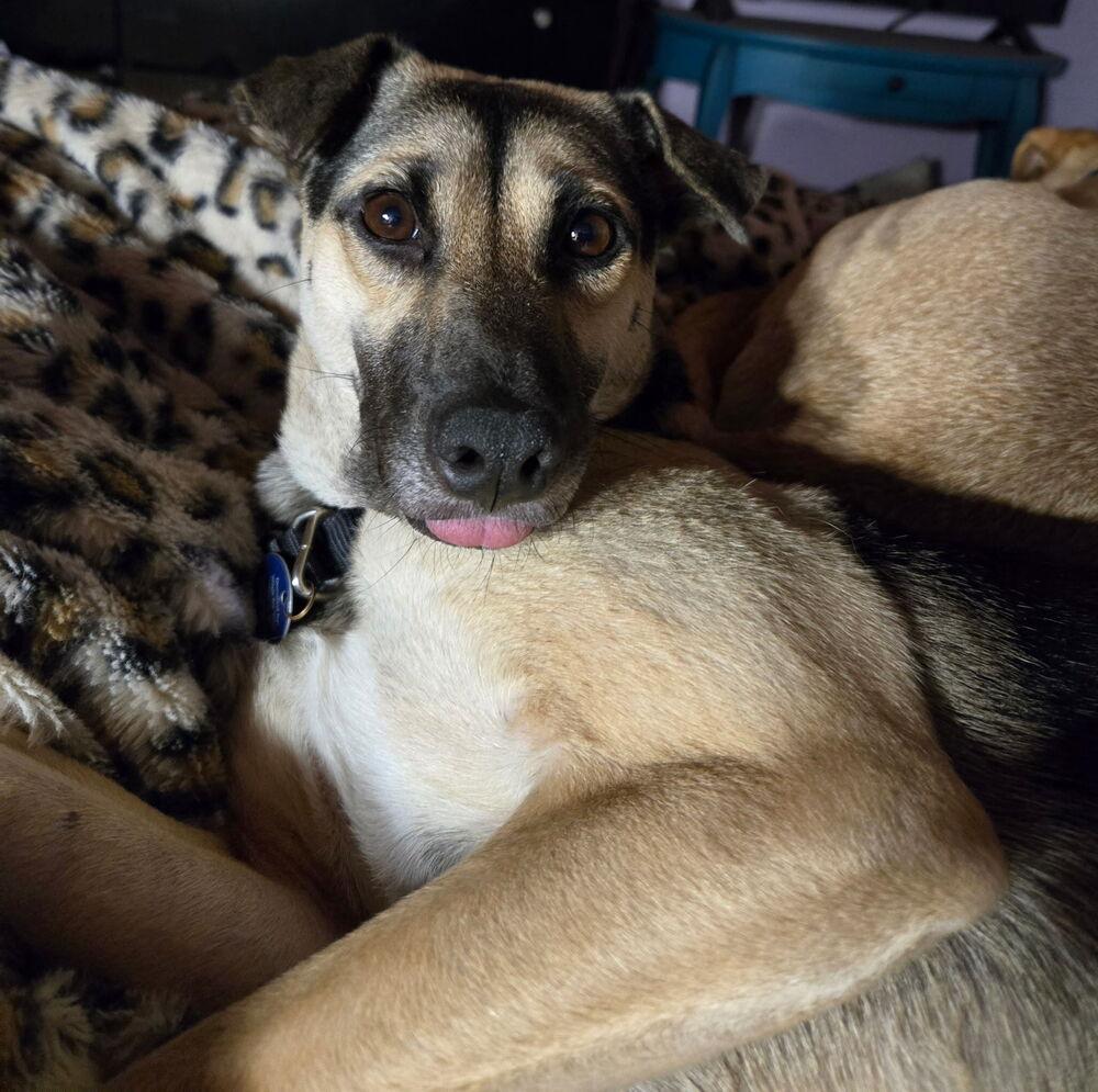 Enlarge Addison, a Adoptable mixed breed in St. Petersburg, FL image 6/6