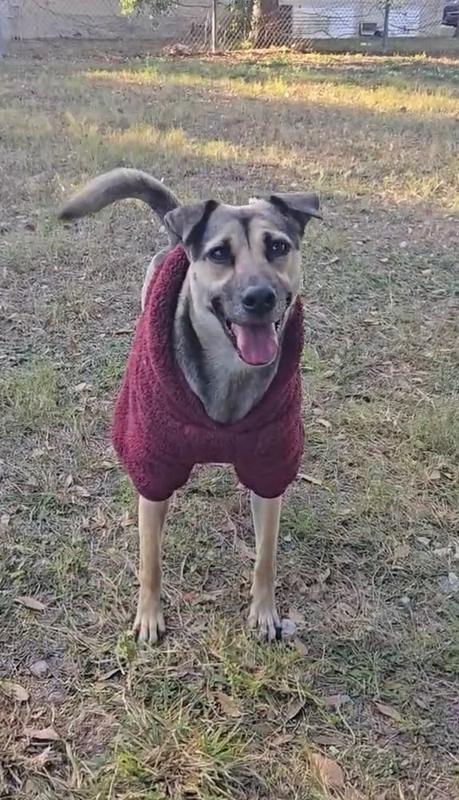 Enlarge Addison, a Adoptable mixed breed in St. Petersburg, FL image 4/6