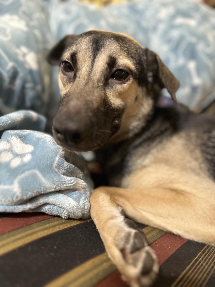 Enlarge Addison, a Adoptable mixed breed in St. Petersburg, FL image 5/6