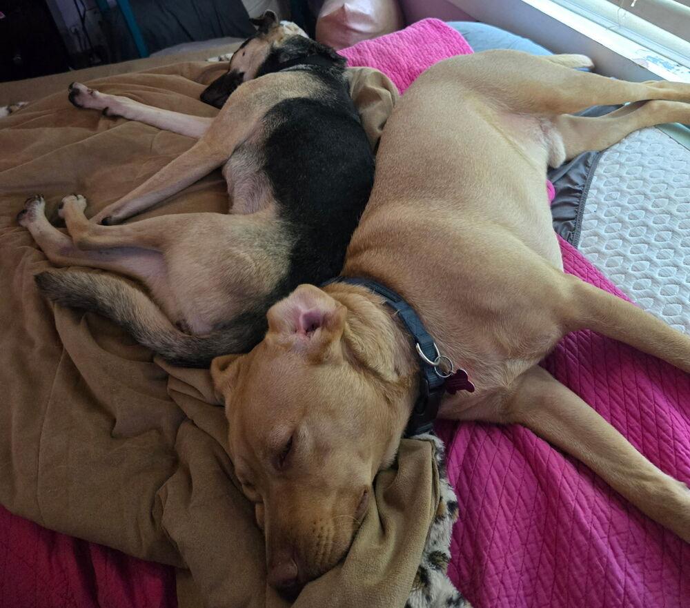 Enlarge Addison, a Adoptable mixed breed in St. Petersburg, FL image 6/6