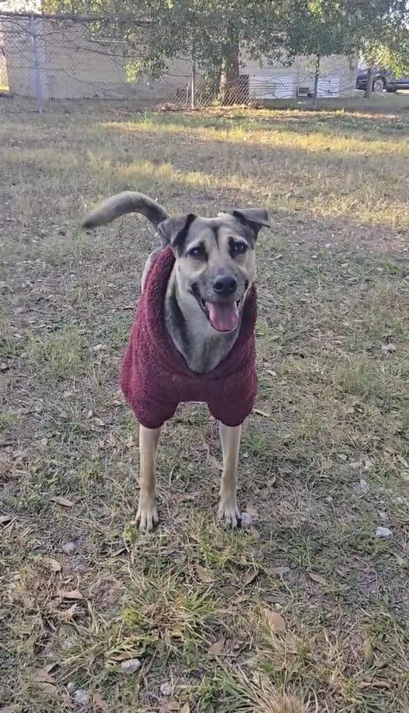 Addison, a Adoptable mixed breed in St. Petersburg, FL image 5/6