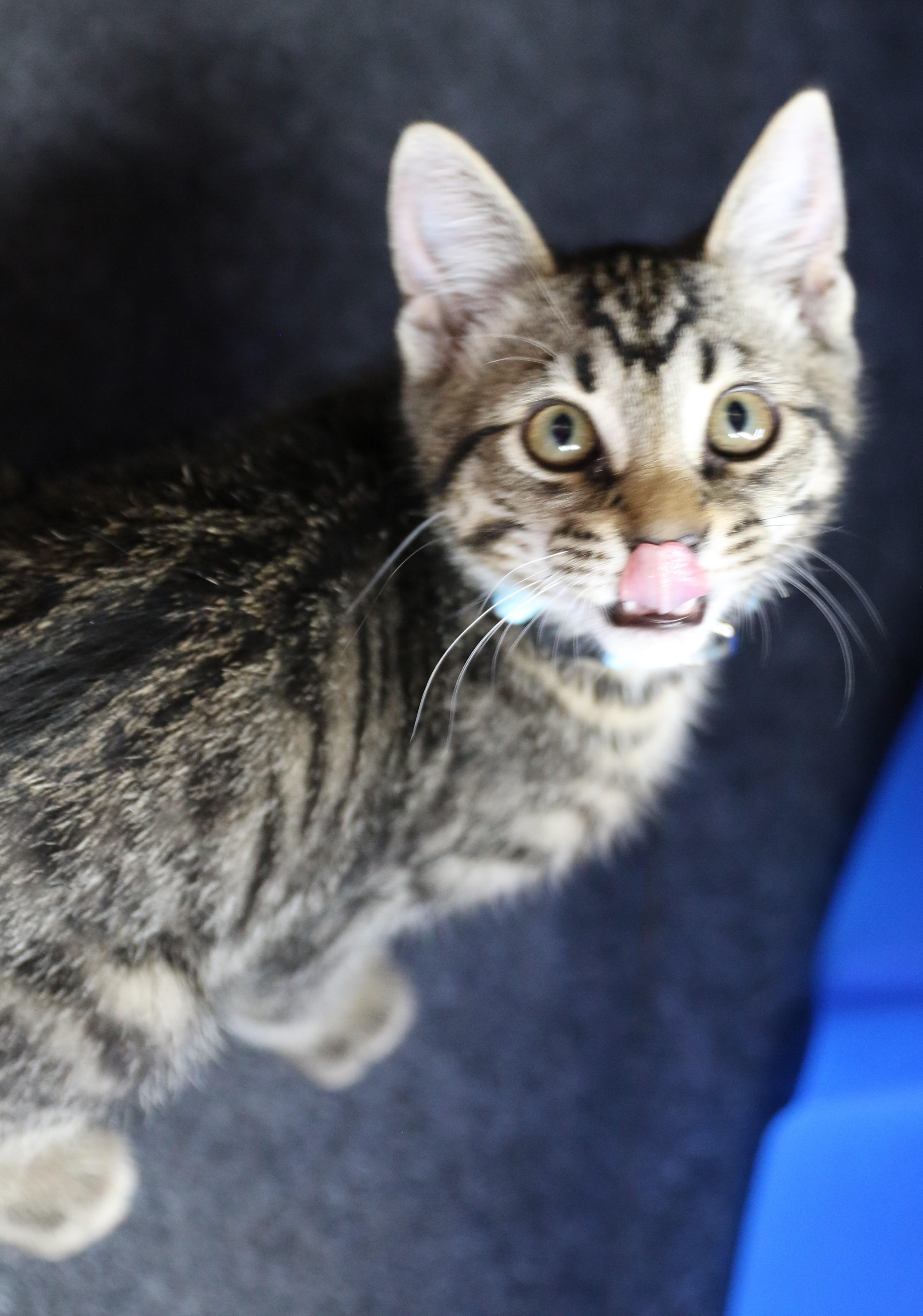 Maverick, an adoptable Tabby in Cut Bank, MT, 59427 | Photo Image 3