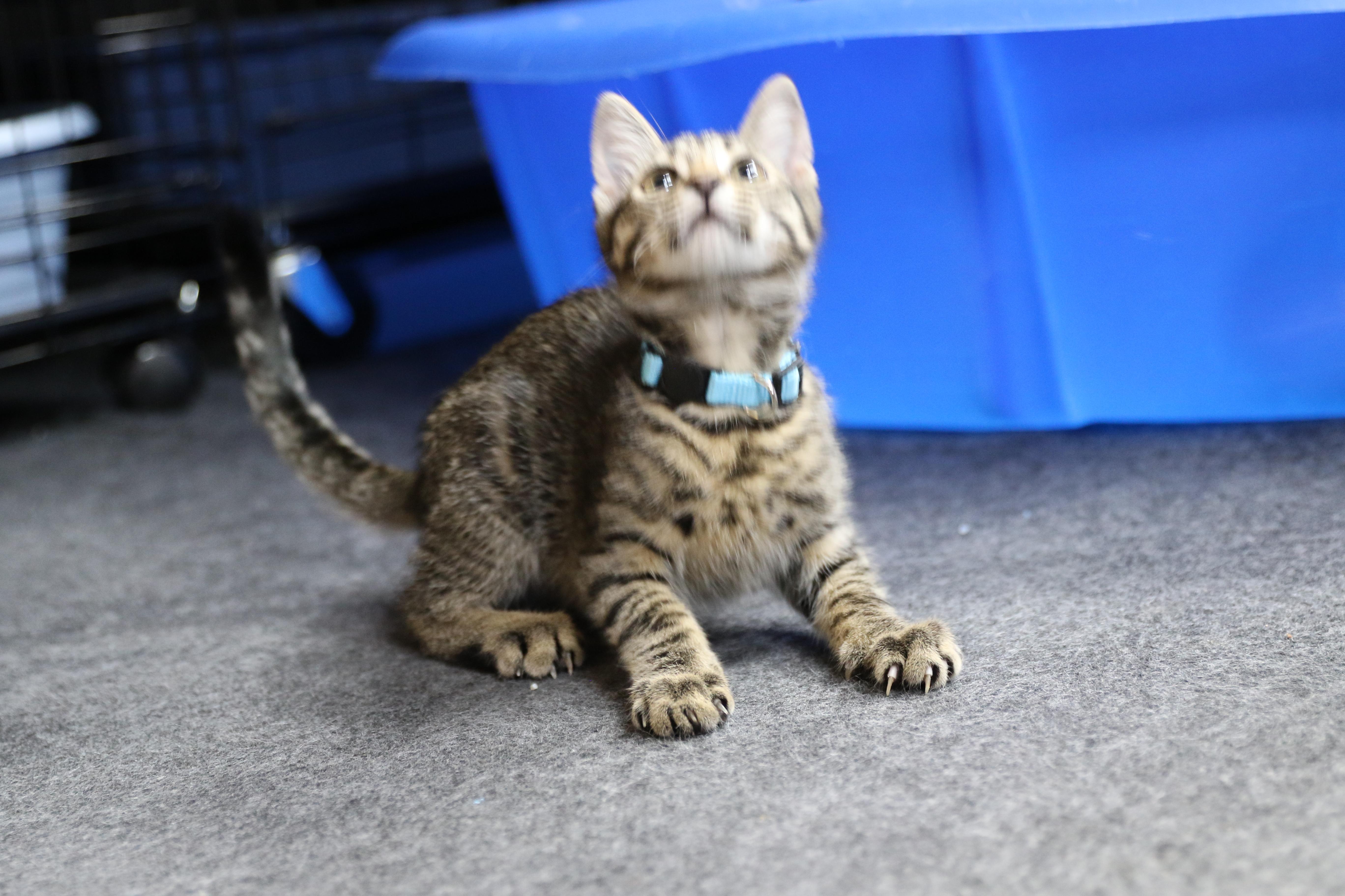 Maverick, an adoptable Tabby in Cut Bank, MT, 59427 | Photo Image 6