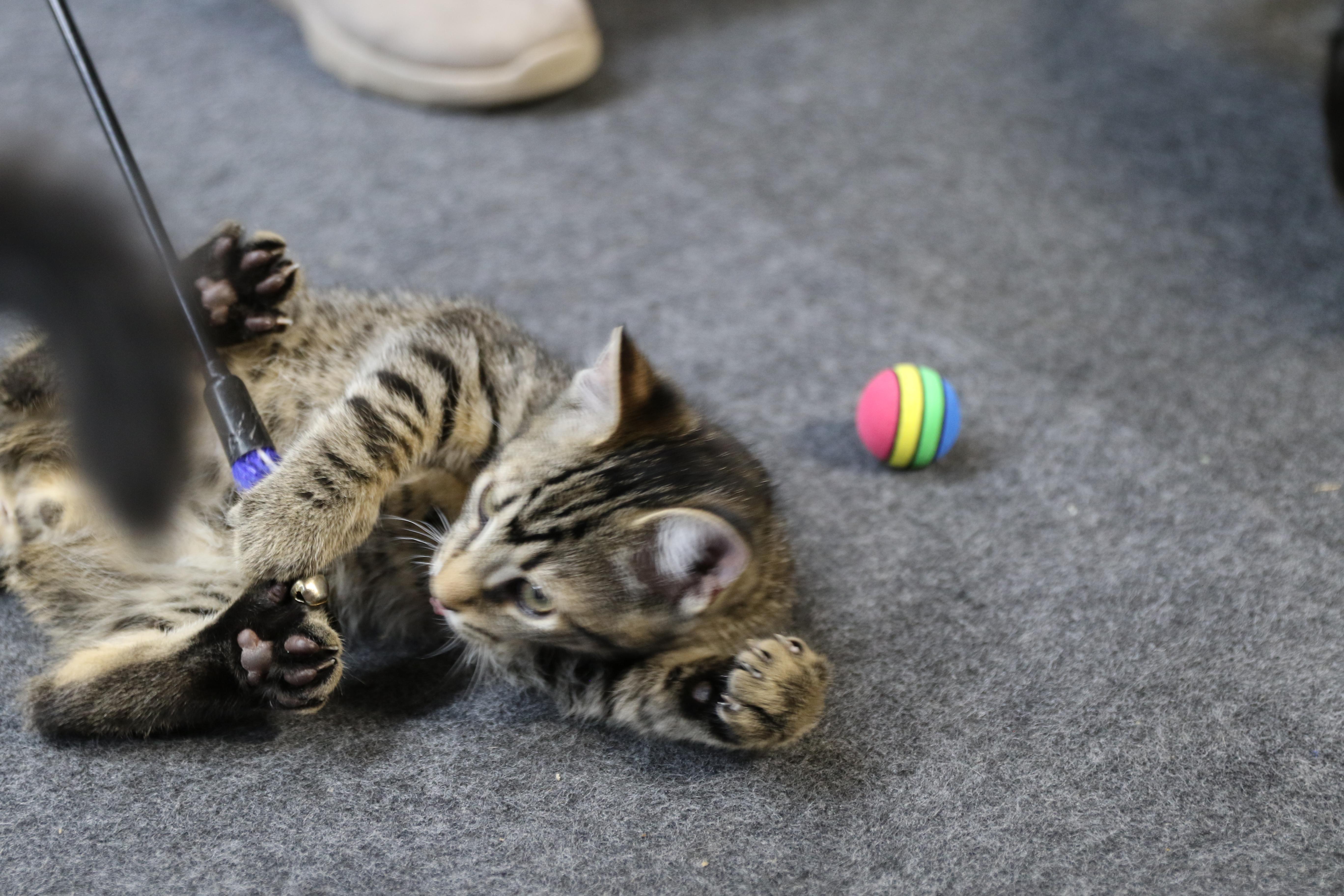 Maverick, an adoptable Tabby in Cut Bank, MT, 59427 | Photo Image 5