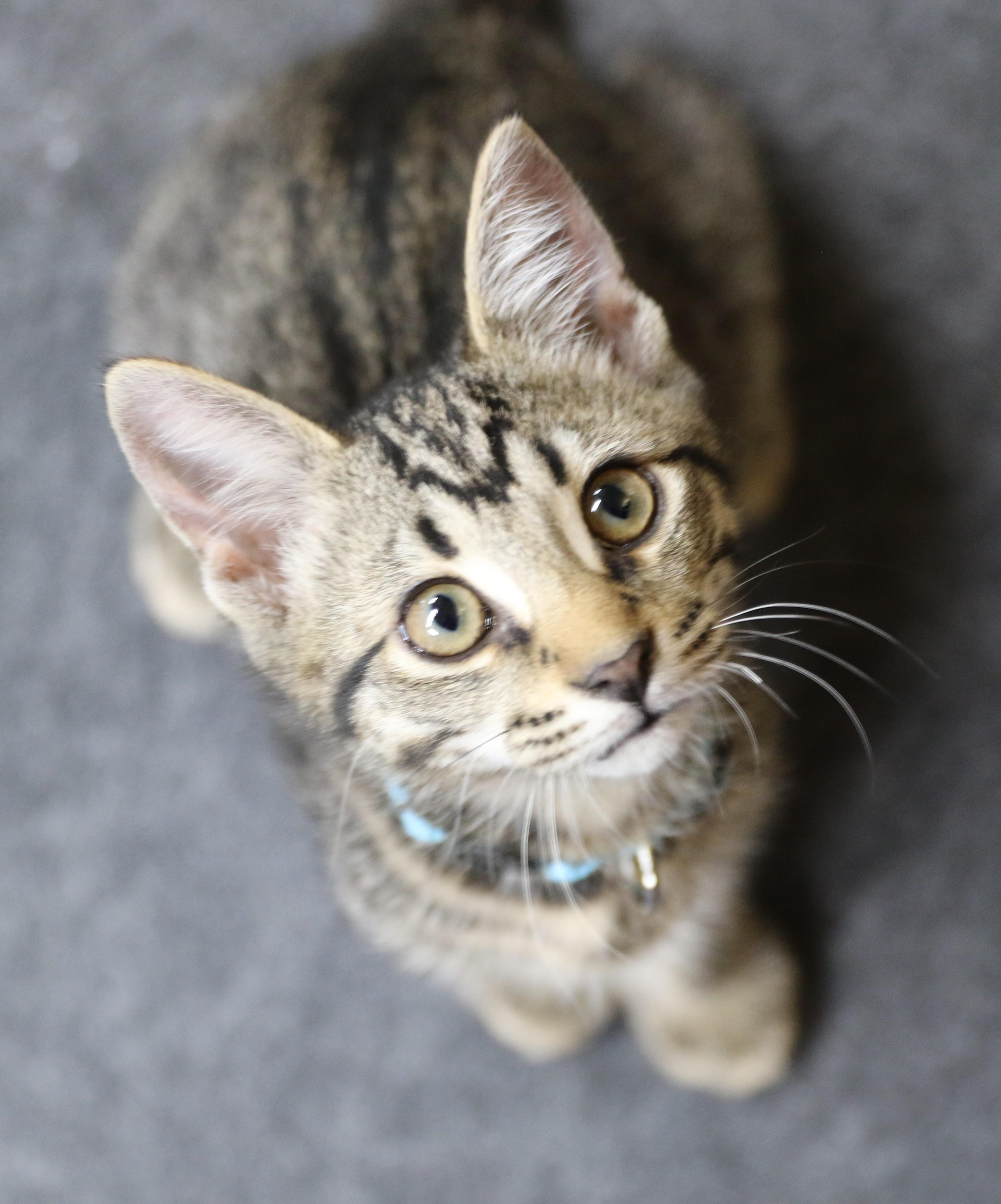 Maverick, an adoptable Tabby in Cut Bank, MT, 59427 | Photo Image 1