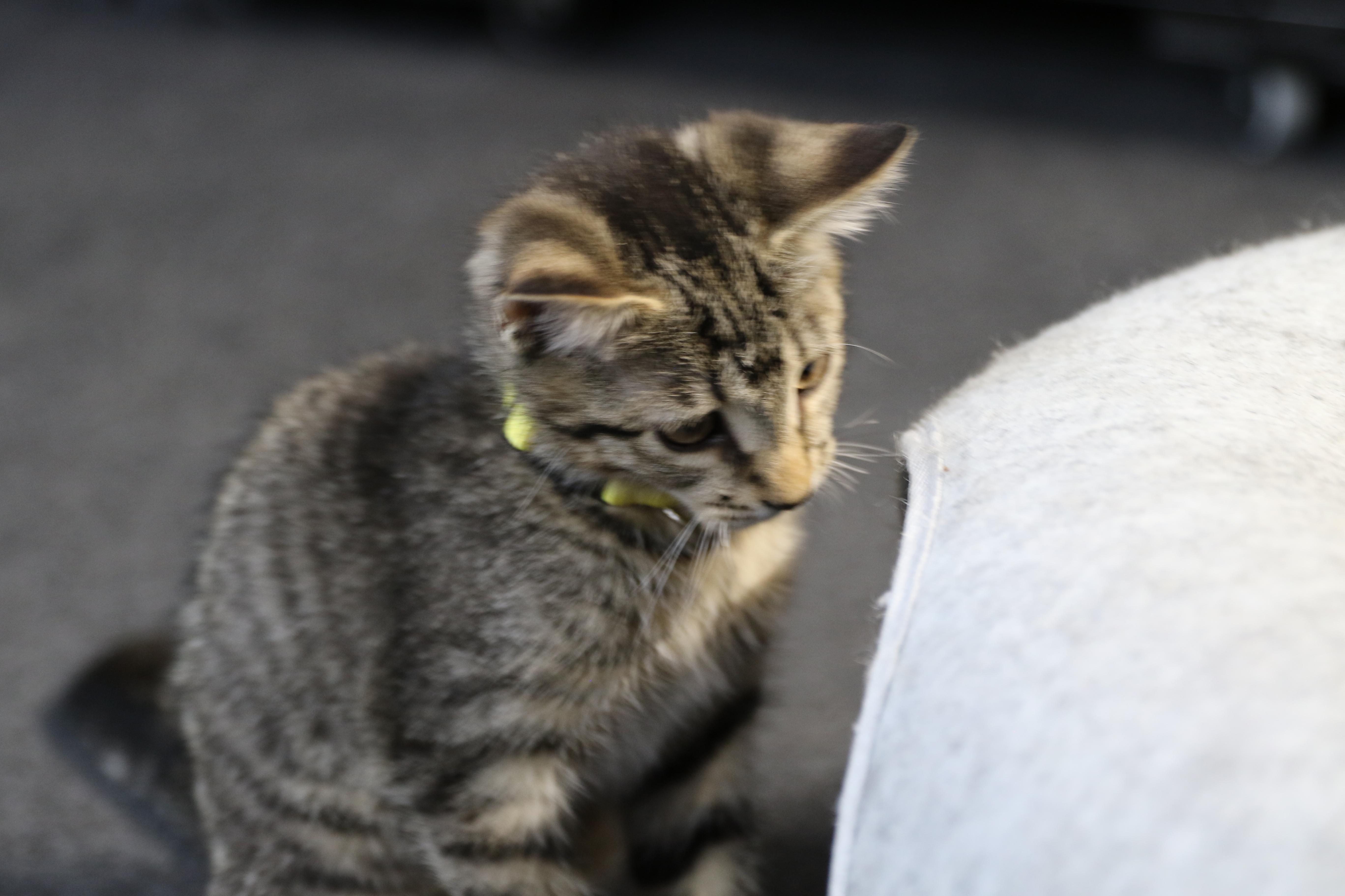 Maverick, an adoptable Tabby in Cut Bank, MT, 59427 | Photo Image 4