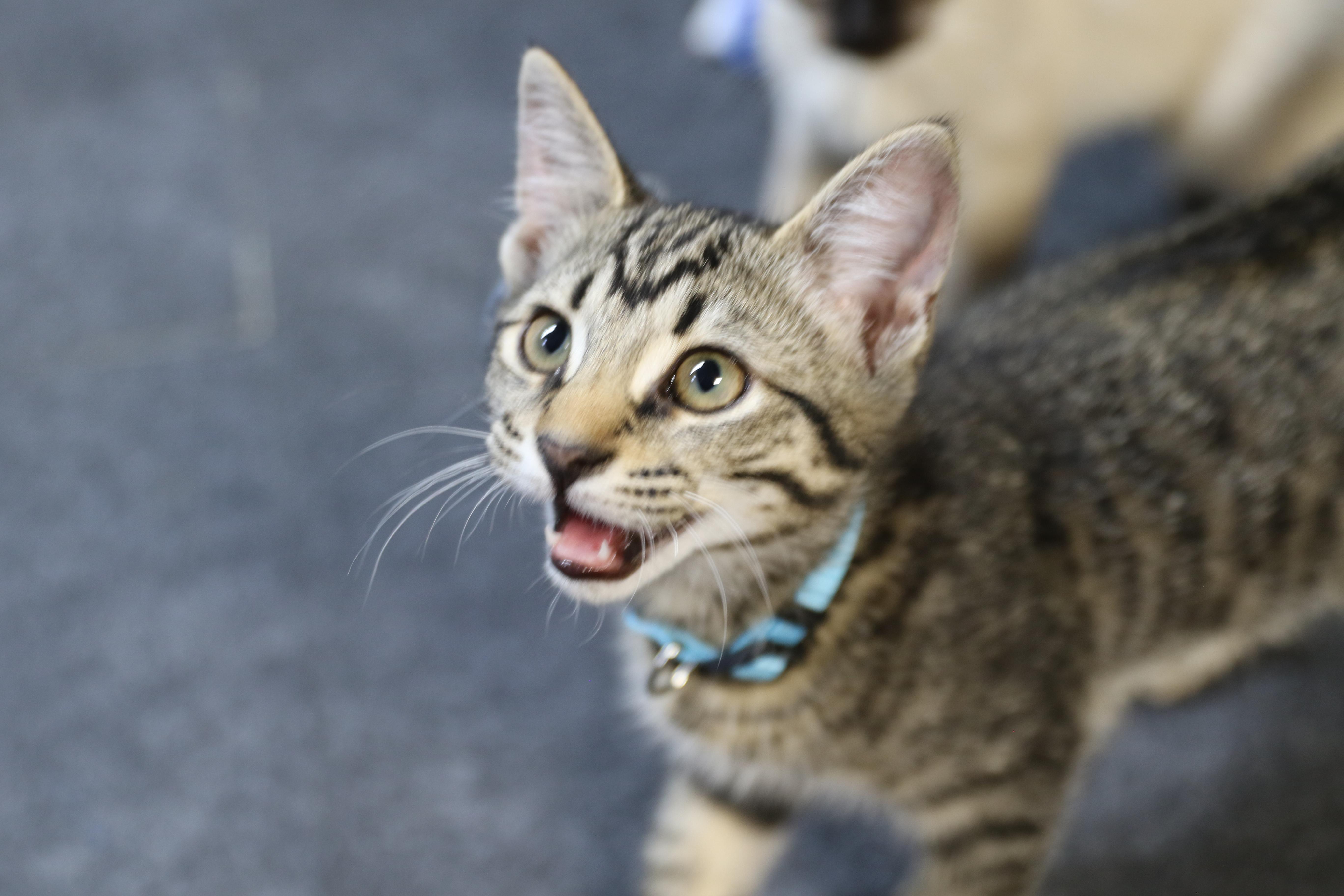 Maverick, an adoptable Tabby in Cut Bank, MT, 59427 | Photo Image 2
