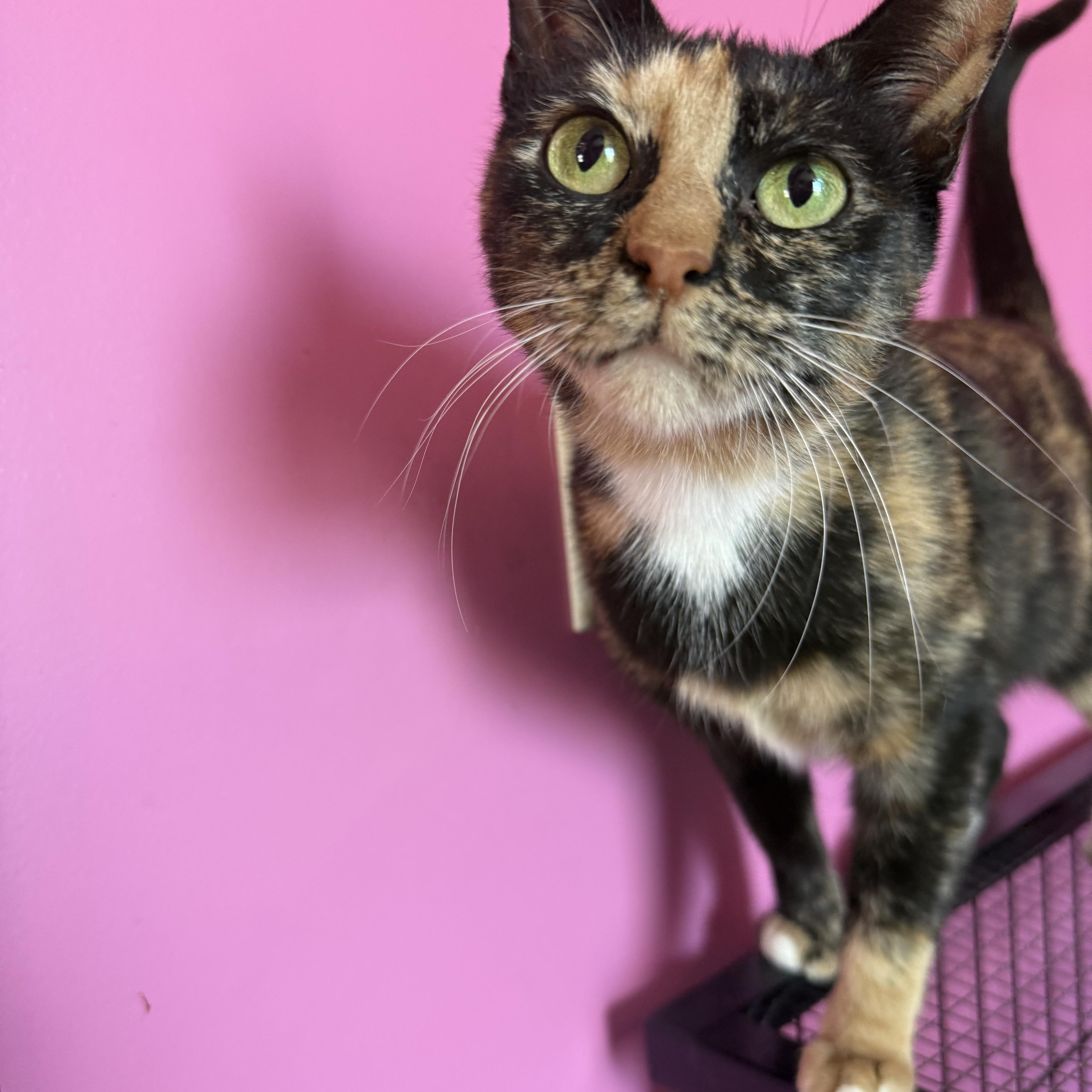 Enlarge Mochi, a ADOPTABLE Tortoiseshell in Highland, IN image 1/2