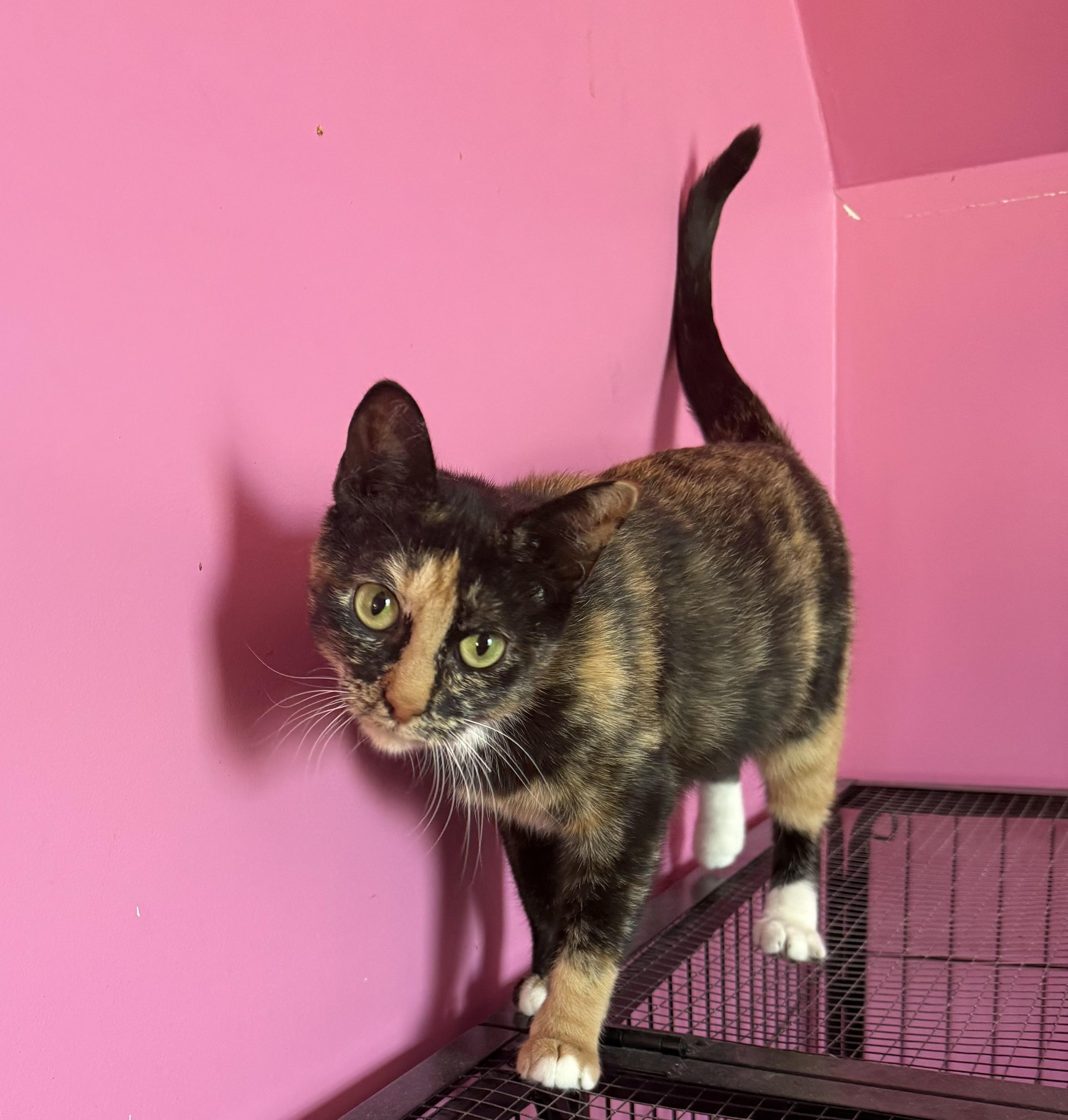 Enlarge Mochi, a ADOPTABLE Tortoiseshell in Highland, IN image 2/2