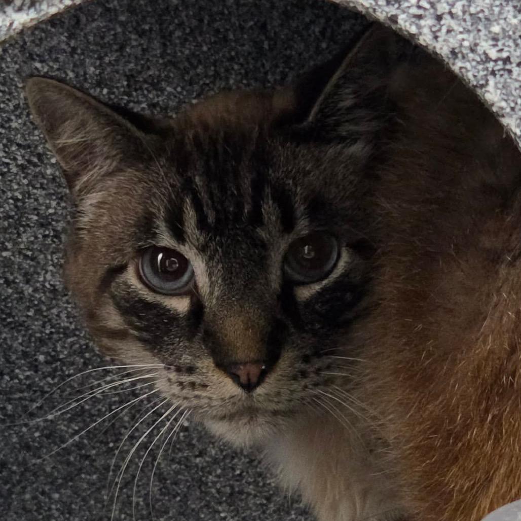 Sterling, Adoptable, Adult Male Domestic Short Hair.