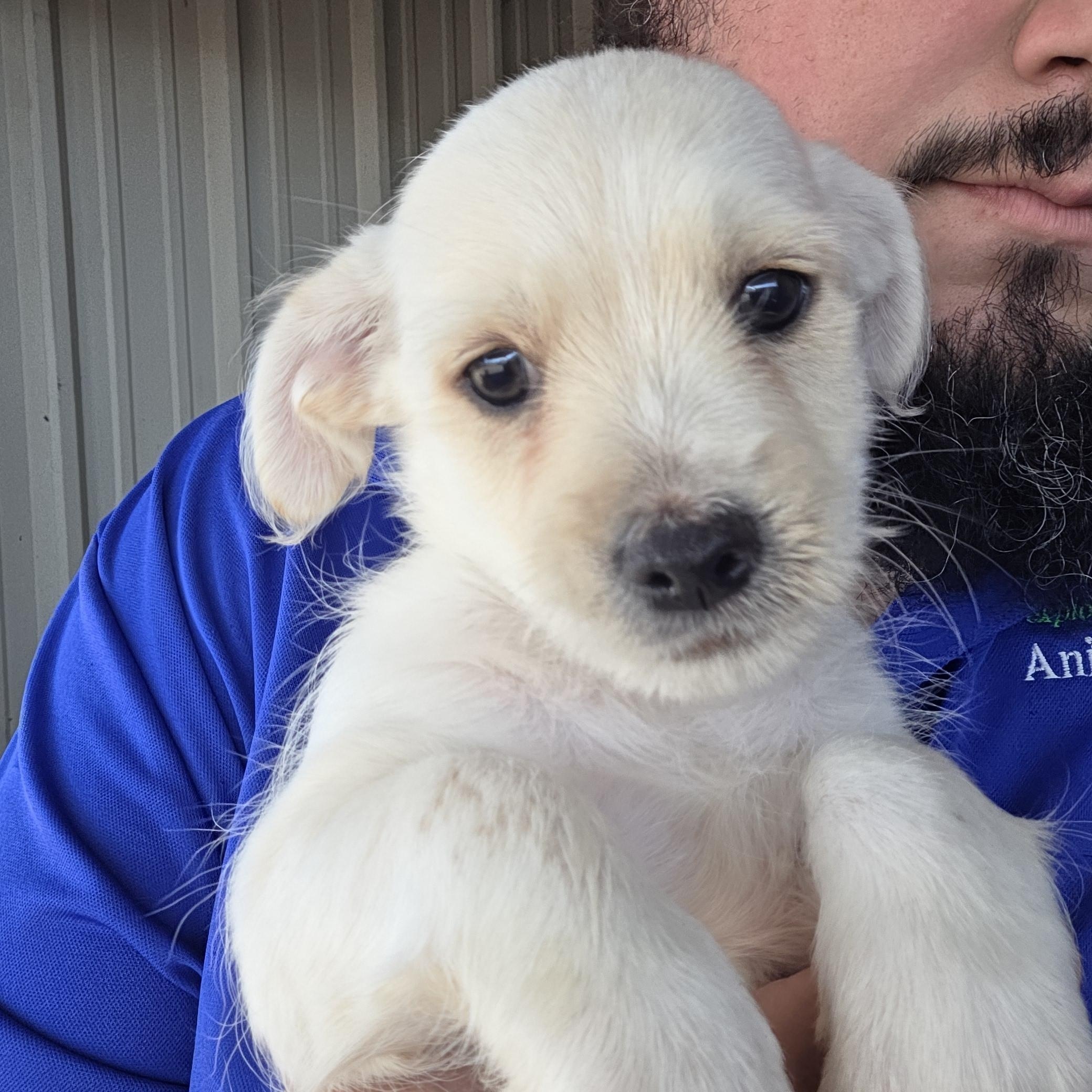 Brick, Adopted, Puppy Male West Highland White Terrier / Westie.