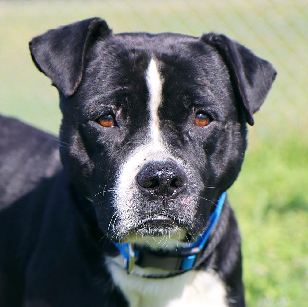 Jude (AO36248), a ADOPTABLE mixed breed in Kansas City, KS image 1/5