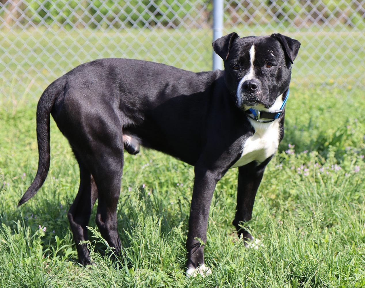 Jude (AO36248), a ADOPTABLE mixed breed in Kansas City, KS image 2/5