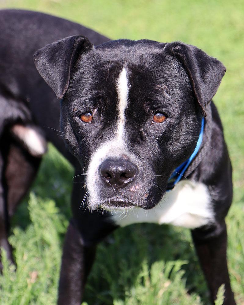Jude (AO36248), a ADOPTABLE mixed breed in Kansas City, KS image 4/5