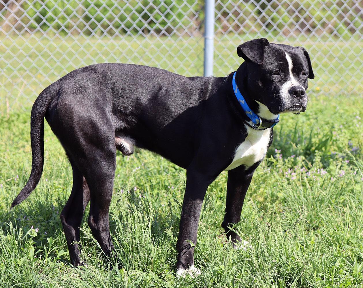 Jude (AO36248), a ADOPTABLE mixed breed in Kansas City, KS image 3/5