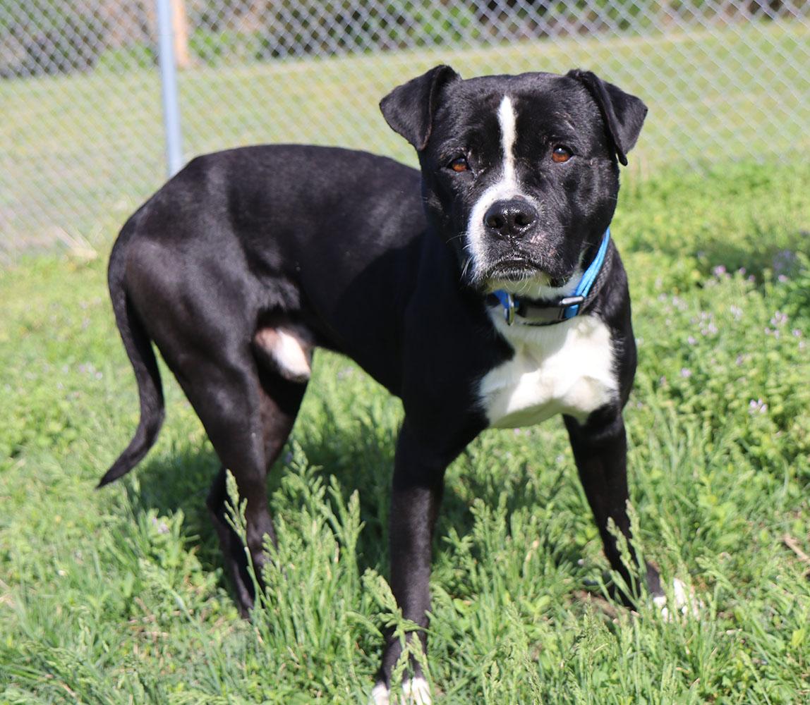 Jude (AO36248), a ADOPTABLE mixed breed in Kansas City, KS image 5/5