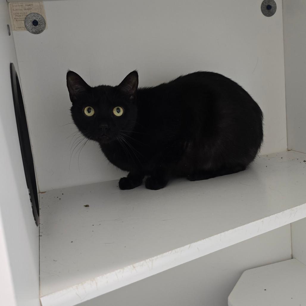 Ozzy, a Adoptable Domestic Short Hair in Jasper, IN image 1/2