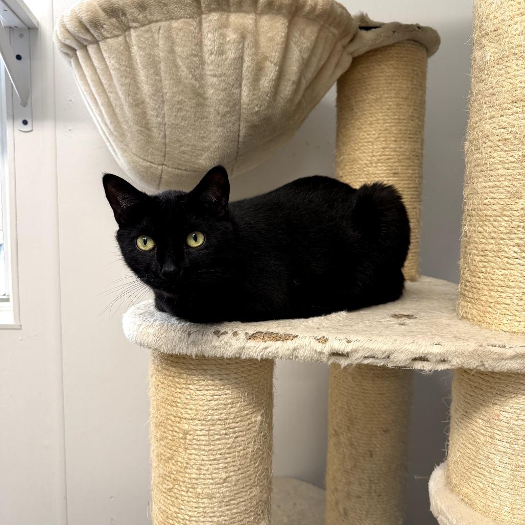 Enlarge Ozzy, a Adoptable Domestic Short Hair in Jasper, IN image 2/3