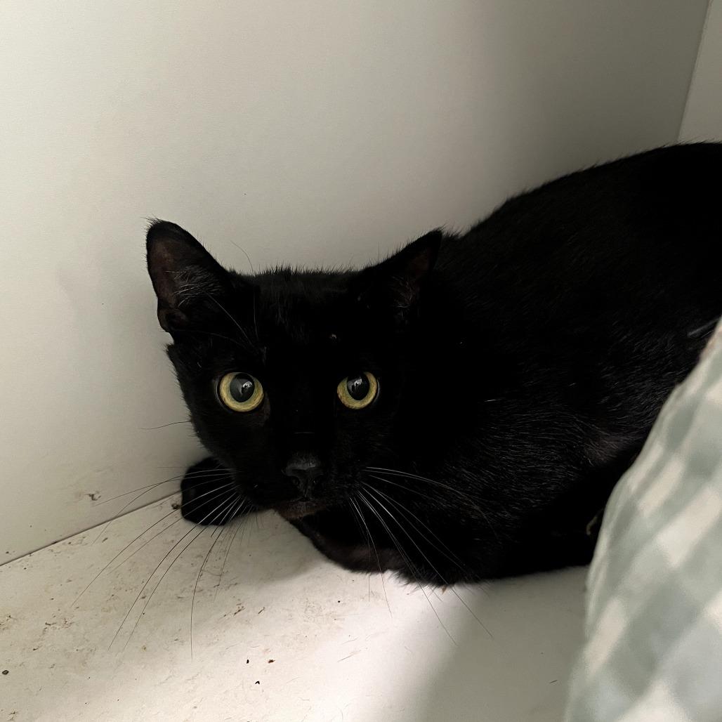 Ozzy, a Adoptable Domestic Short Hair in Jasper, IN image 2/2