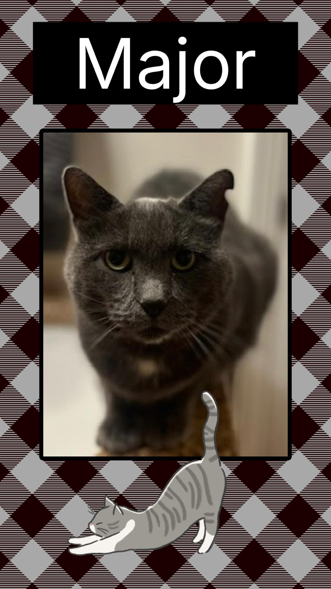Major, ADOPTABLE, Adult Male Domestic Short Hair.